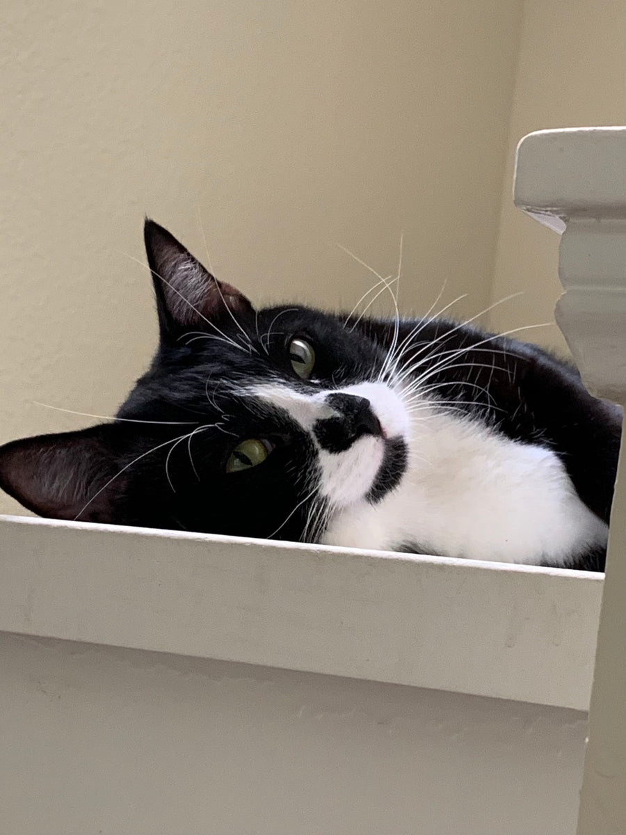cosmetics-foster-army-animal-rescue-thrift-store