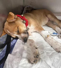 Load image into Gallery viewer, Training for Florence