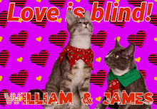 Load image into Gallery viewer, Paw-O-Gram Valentines