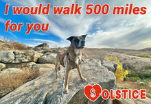 Load image into Gallery viewer, Paw-O-Gram Valentines