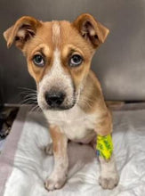 Load image into Gallery viewer, Training for Florence