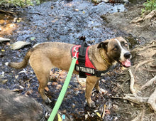 Load image into Gallery viewer, Hikes and Hugs for Solstice