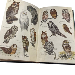 Audubon Bird Guide Eastern Land Birds by Richard H Pough1st Edition 1946