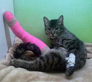 Medical Care for Aubrey