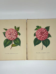 Portfolio from the Paris Etching Society: 12 Genuine Etchings of Camellias, the most beautiful and rare flower.