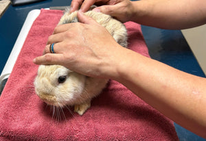 Tooth Trimming for Chestnut