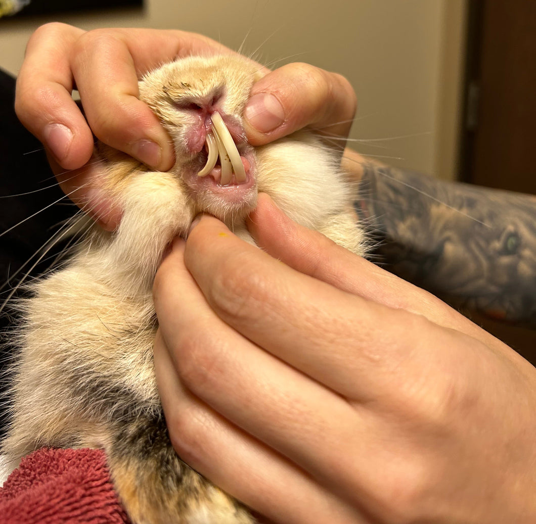 Tooth Trimming for Chestnut