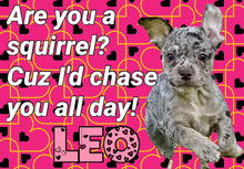 Load image into Gallery viewer, Paw-O-Gram Valentines
