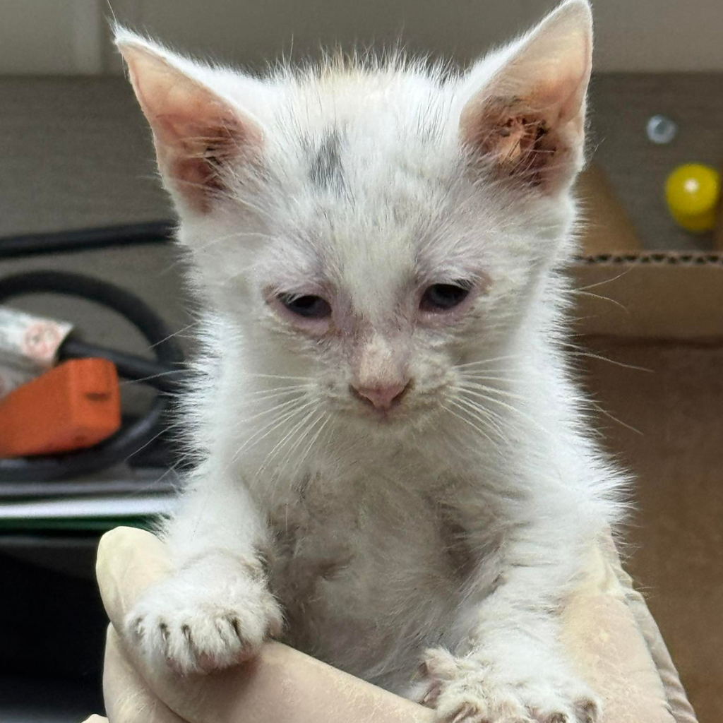 Ringworm Medicine for Ninety-One