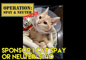 Sponsor a Cat - Spay or Neuter