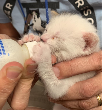 Bottle Baby Kittens Need Formula