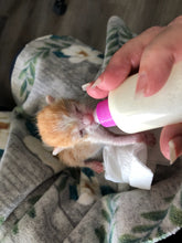 Load image into Gallery viewer, Bottle Baby Kittens Need Formula
